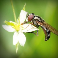 /album/enderdarkbels/photolia-a02-jpg/