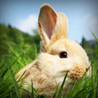 /album/enderdarkbels/photolia-a03-jpg/