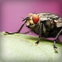 /album/enderdarkbels/photolia-a08-jpg/